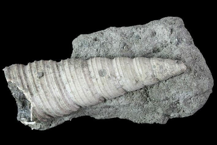 Cretaceous Turritella Fossil - Tennessee #86218